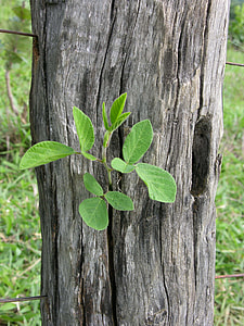 Nature, Green Branch On Fence Post thumbnail
