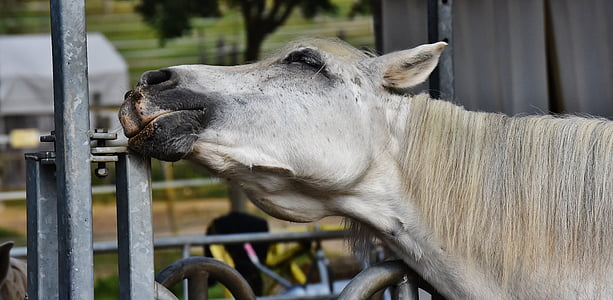 horse scratching mouth on steel bar thumbnail