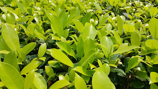 Green Plants thumbnail