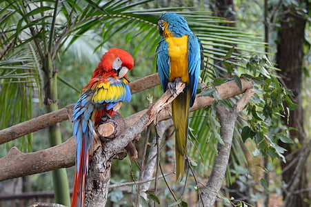 two scarlet and blue-and-yellow macaws perched on branch thumbnail
