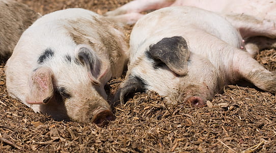 two black and pink piglets thumbnail