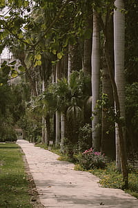Palm Trees Beside Gray Paved Pathway thumbnail