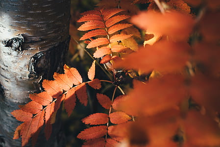 orange leaves thumbnail
