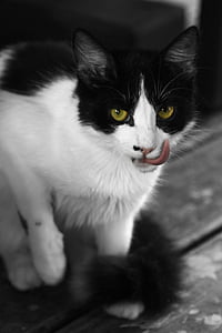 bicolor cat thumbnail