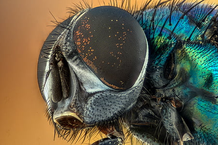 macro photography of housefly thumbnail