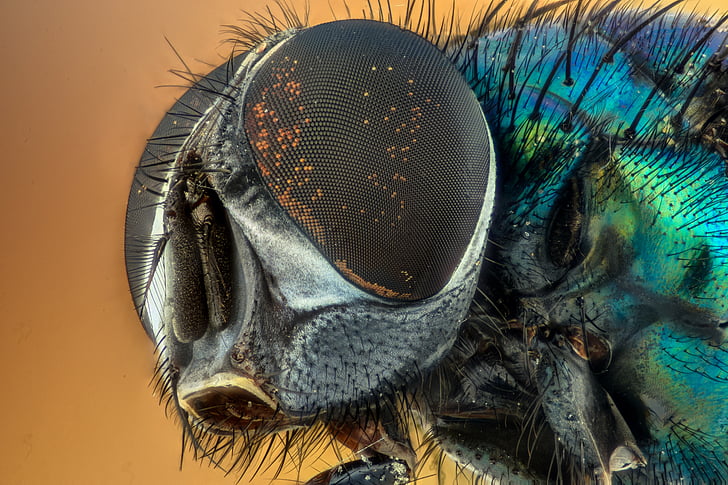 macro photography of housefly