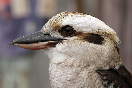 white and brown bird thumbnail