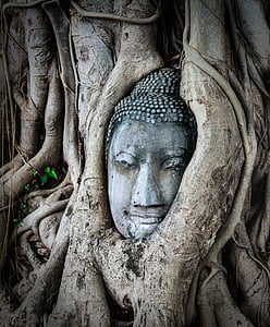 gray Gautama figure covered with tree thumbnail