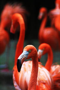 selective focus photography of red flamingo thumbnail