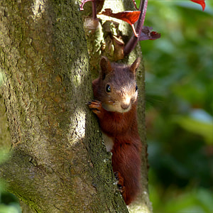 brown squirrel on tree branch thumbnail