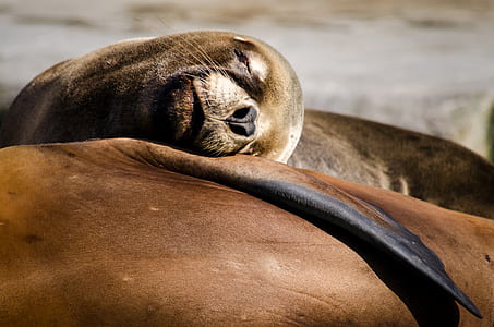 selective focus photography of brown sea lion thumbnail