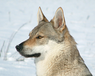 gray and white snow wolf during daytime thumbnail