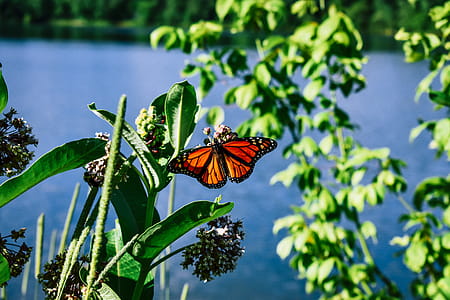 Butterfly on Leaf thumbnail