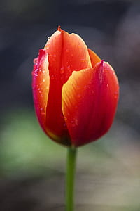 nature, petals, plant, blur thumbnail