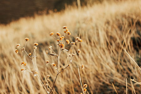 shallow focus photography of yellow flowers thumbnail