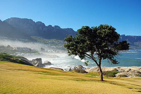 tree on cliff side thumbnail