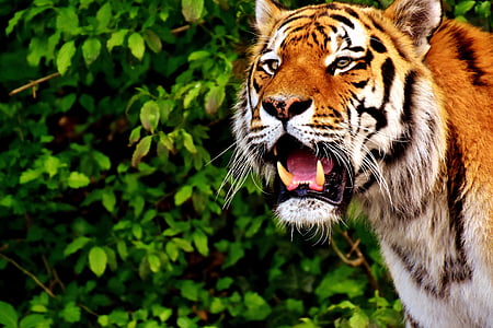 brown tiger near shrub thumbnail