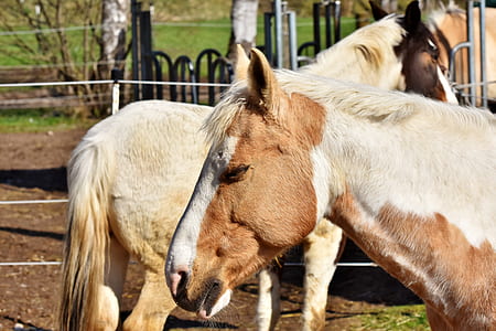 two horses near the fence thumbnail
