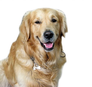 adult light golden retriever thumbnail
