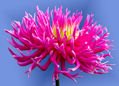 pink flower thumbnail