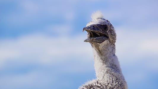close-up photo of gray and white short-beaked animal under blue and white sky at daytime thumbnail