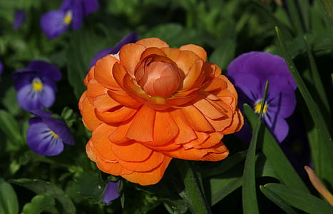 selective focus photography of orange petaled flower thumbnail