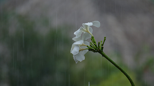 white petaled flower during rain thumbnail