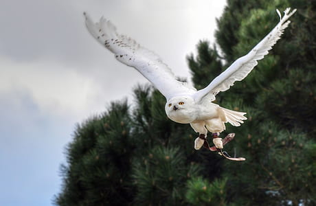 flying white owl thumbnail