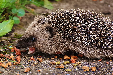 eating, animal, cute, snout thumbnail