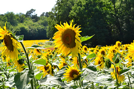 Sunflower, Big Flower thumbnail