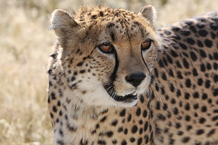 brown and black cheetah thumbnail