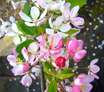 close-up photo of white petaled flower in bloom thumbnail