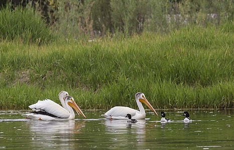 flock of pelicans beside grass thumbnail