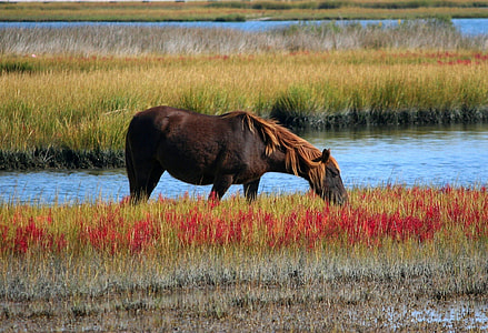brown horse eating grass beside body of water during daytime thumbnail