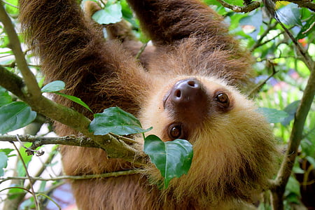 brown sloth thumbnail