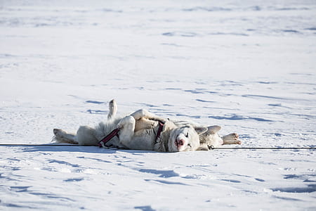 white wolf lying on snow thumbnail