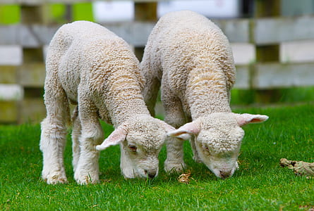 two white sheep eats grass thumbnail