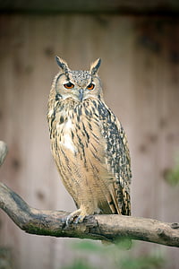 brown owl on tree branch thumbnail