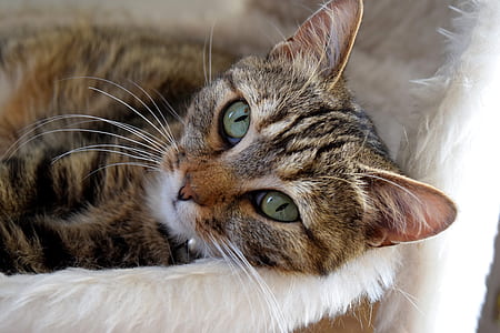closeup photo of brown tabby cat thumbnail