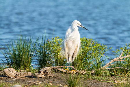 white crane standing on wood branch near at body of water thumbnail