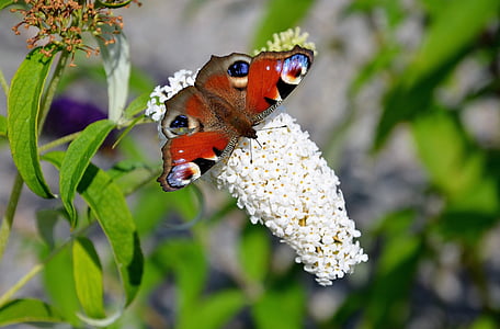 selective focus photography of red butterfly on flower buds thumbnail