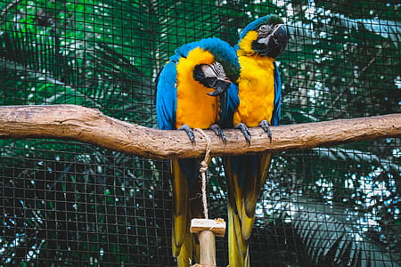 Two Orange-and-blue Macaws on Branch thumbnail