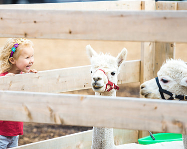 girl near white animal thumbnail