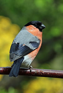 selective photo of a orange and black short beak bird thumbnail