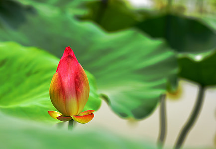 red petaled flower thumbnail