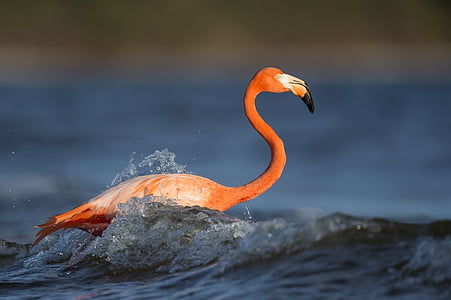 flamingo on body of water thumbnail