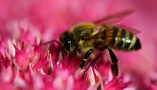 honey bee perching pink flower in selective-focus photography thumbnail