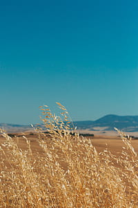 landscape photo of brown plant thumbnail