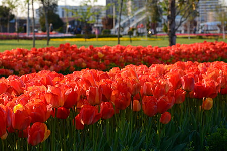 red tulips thumbnail