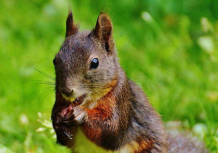 selective focus photo of brown squirrel thumbnail